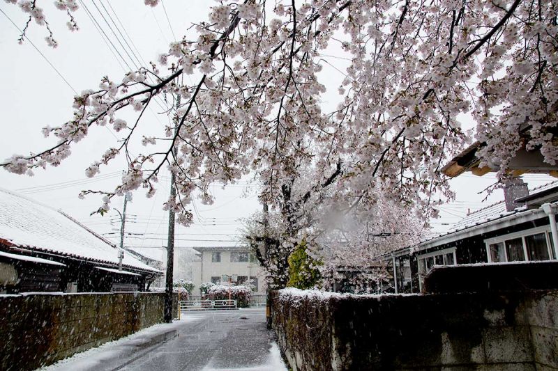 anh đào trong tuyết